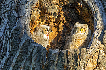 Great Horned Owl and Owlet (Bubo virginianus); Fort Collins, Colorado, United States of America