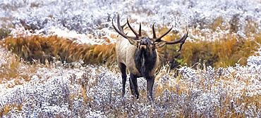 Bull elk (Cervus canadensis) standing in frosty field, looking up and calling; Estes Park, Colorado, United States of America