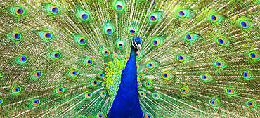 Indian peafowl (Pavo cristatus) proudly displaying the feathers of it's train; Fort Collins, Colorado, United States of America