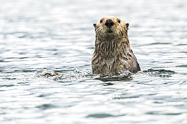 Sea otter (Enhydra lutris) checking out the photographer; Alaska, United States of America