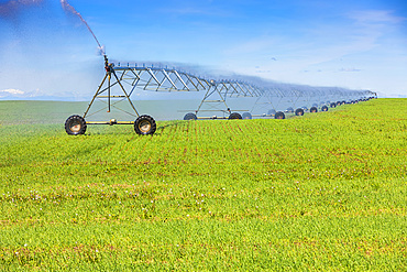 Irrigation equipment spraying water on a growing crop on farmland; Alberta, Canada