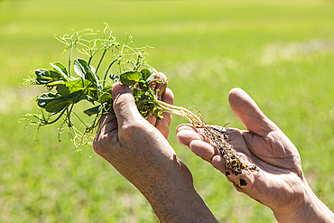 Farmer holding a seedling in his hand examining the roots with a farm field and crop in the background at sunset; Alberta, Canada