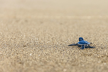 Baby turtle at Pantai Pandan Sari, crawling on the sand; East Java, Java, Indonesia