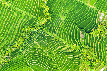 Drone view of the Bali Rice Terraces, Jatiluwih Rice Terrace; Tabanan, Bali, Indonesia