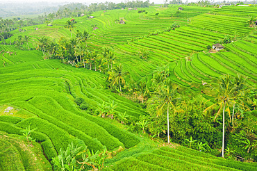 Drone view of the Bali Rice Terraces, Jatiluwih Rice Terrace; Tabanan, Bali, Indonesia