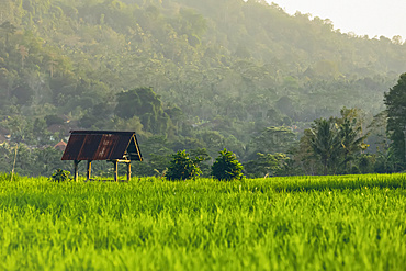 Sunset at Sideman Rice Terraces; Bali, Indonesia