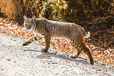 Bobcat (Lynx rufus) with front paw raised walks along a path at Sweetwater Wetlands; Tucson, Arizona, United States of America