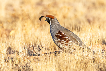 Male Gambel's Quail (Callipepla gamibelli) walking through dry yellow grass; Casa Grande, Arizona, United States of America