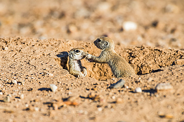 Two Round-tailed Ground Squirrel pups (Xerospermophilus tereticadus) at their burrow entrance; Casa Grande, Arizona, United States of America