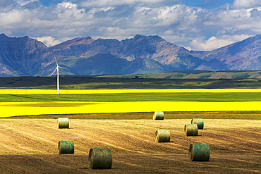 Hay bales in a cut field lit by the sun with fields of flowering canola, a windmill, rolling hills and mountain range in the background, North of Waterton; Alberta, Canada