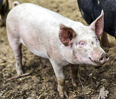 Pink pig on a farm; Armstrong, British Columbia, Canada