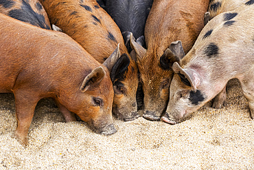 Pigs on a farm feeding on the ground; Armstrong, British Columbia, Canada