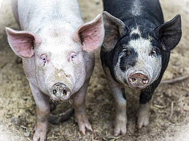 Two pigs on a farm looking at the camera; Armstrong, British Columbia, Canada