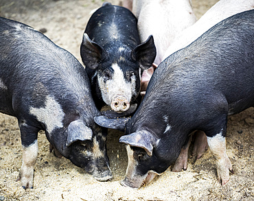 Pigs on a farm feeding on the ground; Armstrong, British Columbia, Canada