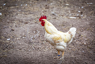 Side view of a chicken; Armstrong, British Columbia, Canada