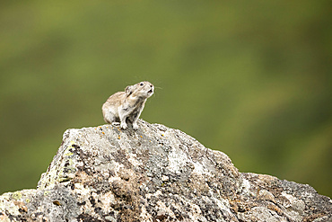 A Collared Pika (Ochotona collaris) sounds an alarm to nearby Pikas to alert them to a possible danger or to simply communicate with others. Pikas do not hibernate and are actually small members of the rabbit family. Hatcher Pass area near Palmer, Alaska in South-central Alaska, late summer; Alaska, United States of America