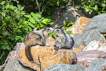 A mother and immature Hoary Marmot (Marmota caligata) take a moment to bond while resting in Hatcher Pass area near Palmer, South-central Alaska. Marmots hibernate in the winter so are busy feeding during the summer and fall months; Alaska, United States of America