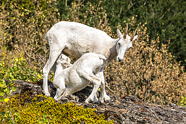 Dall sheep ewe and nursing lamb (Ovis dalli) in the Chugach Mountains South of Anchorage in South-central Alaska in autumn; Alaska, United States of America