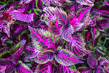 Common coleus; Tomohon, North Sulawesi, Indonesia