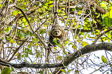 Sulawesi bear cuscus or Sulawesi bear phalanger (Ailurops ursinus), Tangkoko Batuangus Nature Reserve; North Sulawesi, Indonesia