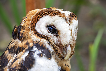 Minahassa masked owl (Tyto inexspectata), Mount Mahawu; North Sulawesi, Indonesia