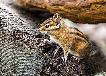 A curious Townsend's chipmunk (Neotamias townsendii) comes out of the driftwood to have a look; Ilwaco, Washington, United States of America