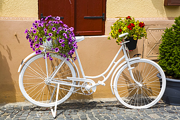 A white decorative bike beside a wall with blossoming flowers in pots; Sibiu, Transylvania Region, Romania