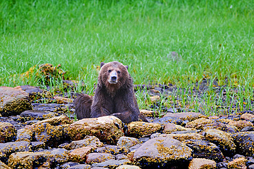 Grizzly bear (Ursus arctos horribilis) sits on lichen-covered rocks at the edge of a grass field and looks at the camera, Khutzeymateen Bear Sanctuary; British Columbia, Canada