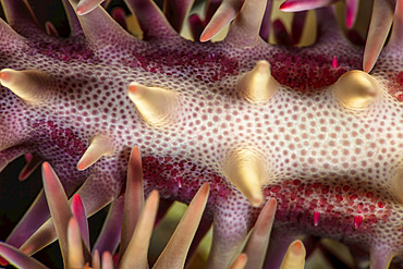 Close-up detail of a crown of thorns starfish (Acanthaster planci); Maui, Hawaii, United States of America