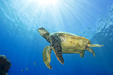 Hawaiian Green sea turtle (Chelonia mydas) swimming close to the surface with sunburst; Maui, Hawaii, United States of America