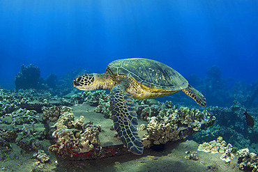 Hawaiian Green sea turtle (Chelonia mydas) swimming over the coral on the sea floor; Maui, Hawaii, United States of America