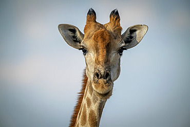 Close-up of head of Southern giraffe (Giraffa giraffa) against a blue sky, Gabus Game Ranch; Otavi, Otjozondjupa, Namibia