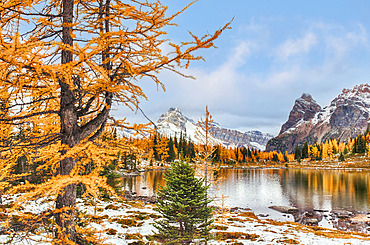 Larch trees in autumn colours around a pond in the Rocky Mountains of Yoho National Park; British Columbia, Canada