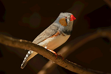 Male zebra finch (Taeniopygia guttata) on branch in profile; Otavi, Otjozondjupa, Namibia