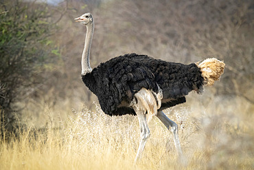 Male common ostrich (Struthio camelus) crosses savannah in profile; Otavi, Otjozondjupa, Namibia