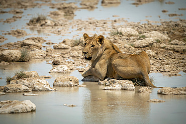 Lion (Panthera leo) lies on stepping stones looking up, Etosha National Park; Otavi, Oshikoto, Namibia