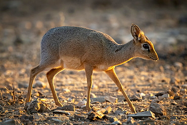 Kirk dik-dik (Madoqua kirkii) walks over sunlit rocky ground; Otavi, Otjozondjupa, Namibia