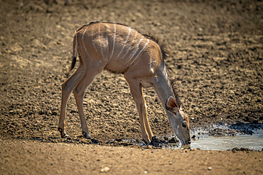 Female greater kudu (Tragelaphus strepsiceros) stands drinking from waterhole; Otavi, Otjozondjupa, Namibia