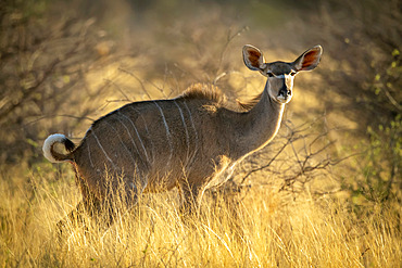 Female greater kudu (Tragelaphus strepsiceros) standing in tall grass; Otavi, Otjozondjupa, Namibia