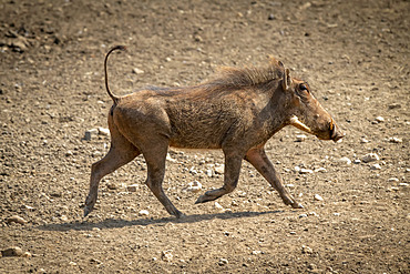 Common warthog (Phacochoerus africanus) crosses rocky ground in sunshine; Otavi, Otjozondjupa, Namibia