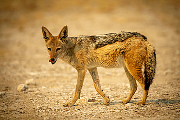 Black-backed jackal (Canis mesomelas) walks across gravel licking lips, Etosha National Park; Otavi, Oshikoto, Namibia