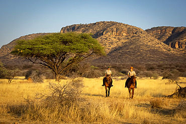 Two women riding horses (Equus ferus caballus) traveling past acacia tree through the bush at the Gabus Game Ranch with mountains in the background at sunset; Otavi, Otjozondjupa, Namibia