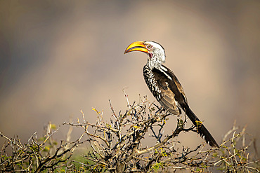 Portrait of a southern yellow-billed hornbill (Tockus leucomelas) perching in profile on a bush. It has mottled black and brown feathers, a white head and a yellow beak, taken at the Gabus Game Ranch; Otavi, Otjozondjupa, Namibia