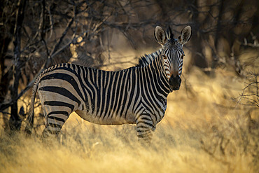 Hartmann's mountain zebra (Equus zebra hartmannae) staring at the camera while standing in the shade under some trees at the Gabus Game Ranch at sunset; Otavi, Otjozondjupa, Namibia