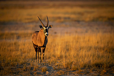 Portrait of a gemsbok (Oryx gazella) standing on a grassy plain on the savanna and looking at the camera at the Etosha National Park; Otavi, Oshikoto, Namibia