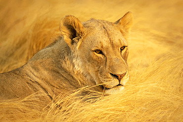 Close-up portrait of a lioness (Panthera leo) lying down in the golden long grass on the savanna in the Etosha National Park; Otavi, Oshikoto, Namibia