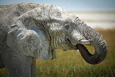 Close-up of an African bush elephant (Loxodonta africana) drinking from grassy waterhole with its trunk curled into its mouth on the savanna in Etosha National Park; Otavi, Oshikoto, Namibia