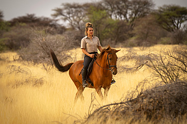 Woman riding horse (Equus ferus caballus) through the bush on the savanna at the Gabus Game Ranch; Otavi, Otjozondjupa, Namibia