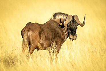 Black wildebeest (Connochaetes gnou) standing in the golden long grass of the savanna looking back over shoulder at the camera at the Gabus Game Ranch; Otavi, Otjozondjupa, Namibia