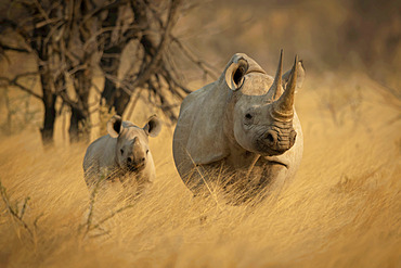 Black rhinoceros and calf (Diceros bicornis) standing in a field of golden long grass on the savanna looking at the camera in Etosh National Park; Otavi, Oshikoto, Namibia